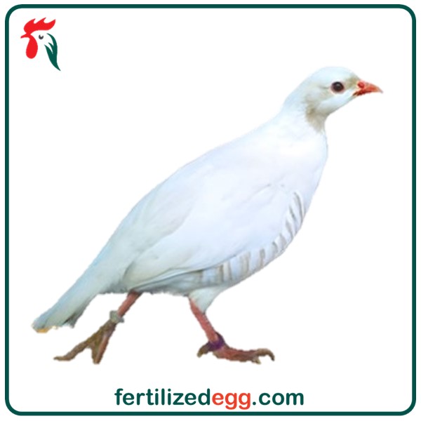 تخم نطفه دار کبک سفید 